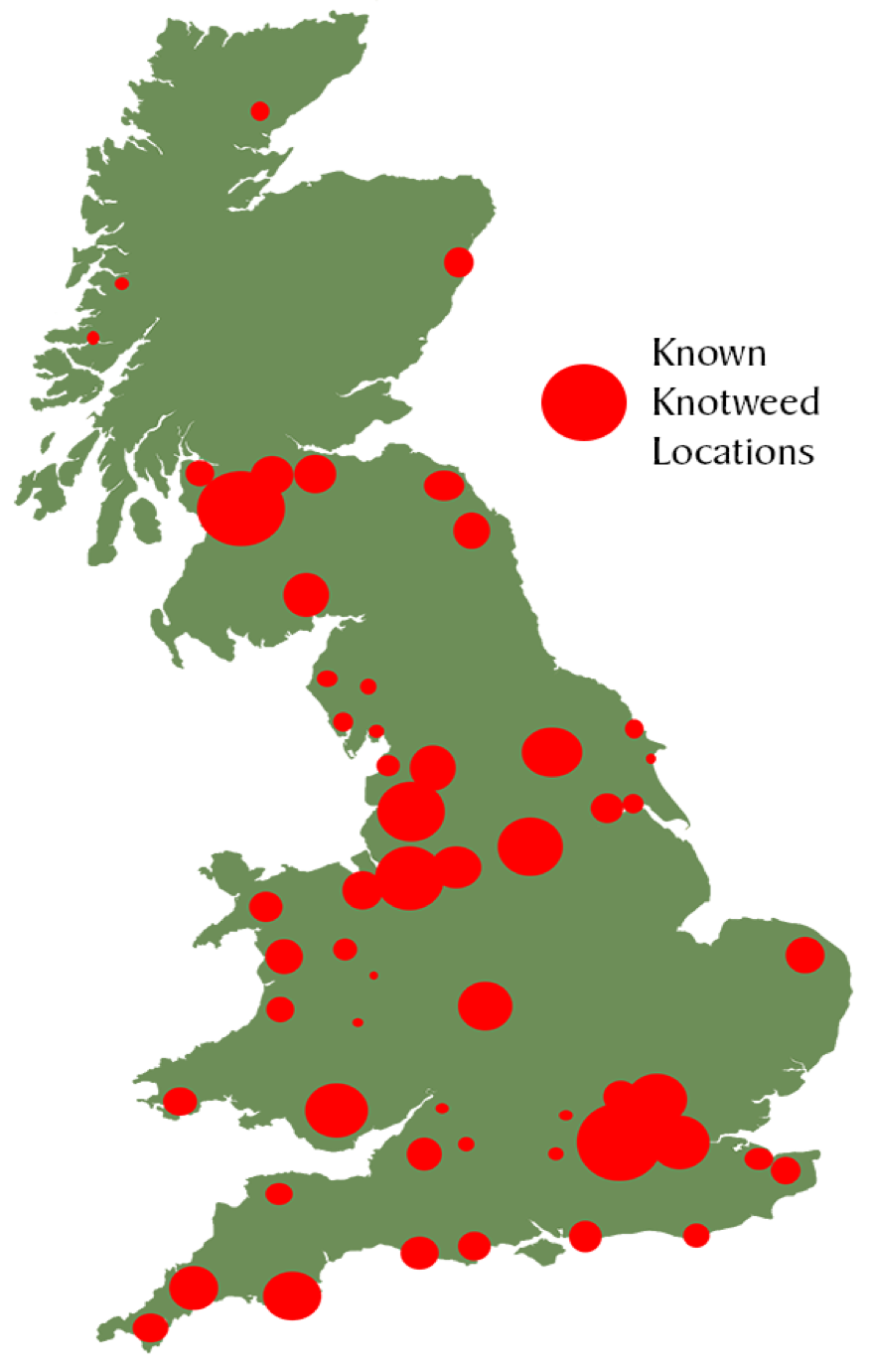 Japanese Knotweed, An Invasive Species – Lee Gaddes Property Solicitor